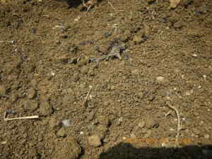 ナスの畝を占拠する蟻たち
