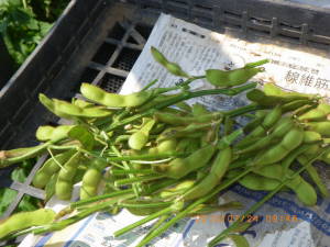 収穫した黒豆
