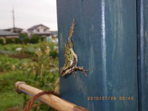 興味津々のアマガエル 興味津々のアマガエル