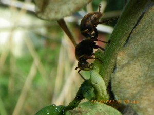 フキノメイガの幼虫を食べる蜂