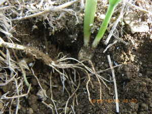 ニンニクのわき芽かき ニンニクのわき芽かき