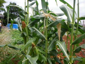 スイートコーン・ハニーバンタム