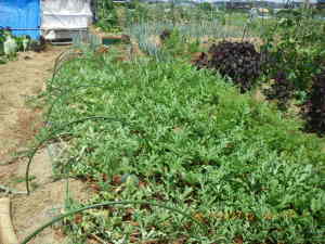 スイカ・ブラックボンバー