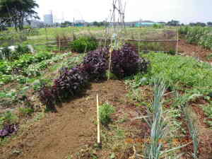 ニンジンの播種準備