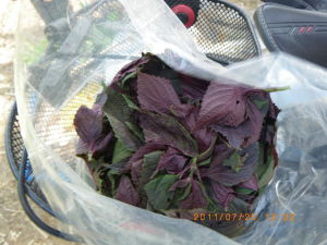 刈り取った赤シソ