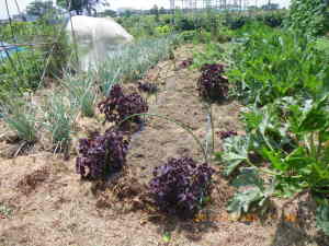 キャベツ、ブロッコリー、カリフラワーの育苗床の準備