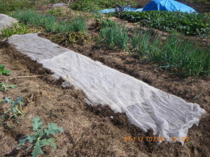 育苗床に乾燥防止のベタ掛け