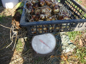 サトイモ1株で7kgの収穫