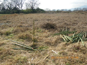 竹の搬入