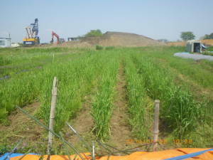 もち米を播種した小麦畑