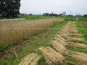 麦刈り