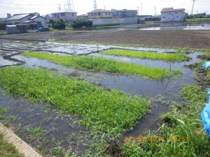 水の入った苗代