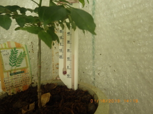 簡易温室内の気温と地温