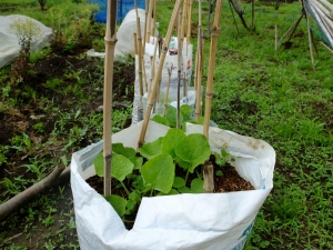 肥料袋栽培のゴボウ