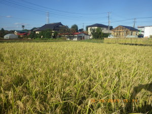 豊作の米