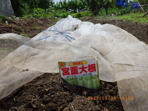 ダイコン再度播種 ダイコン再度播種