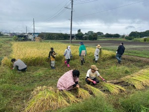 稲刈り