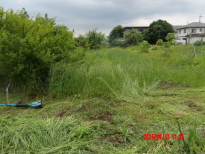 通路の除草 通路の除草