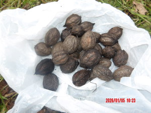 河原で拾ってきたクルミ